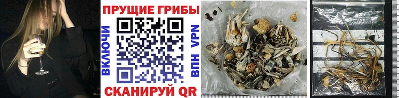 Псилоцибиновые грибы Psilocybe  Пласт 